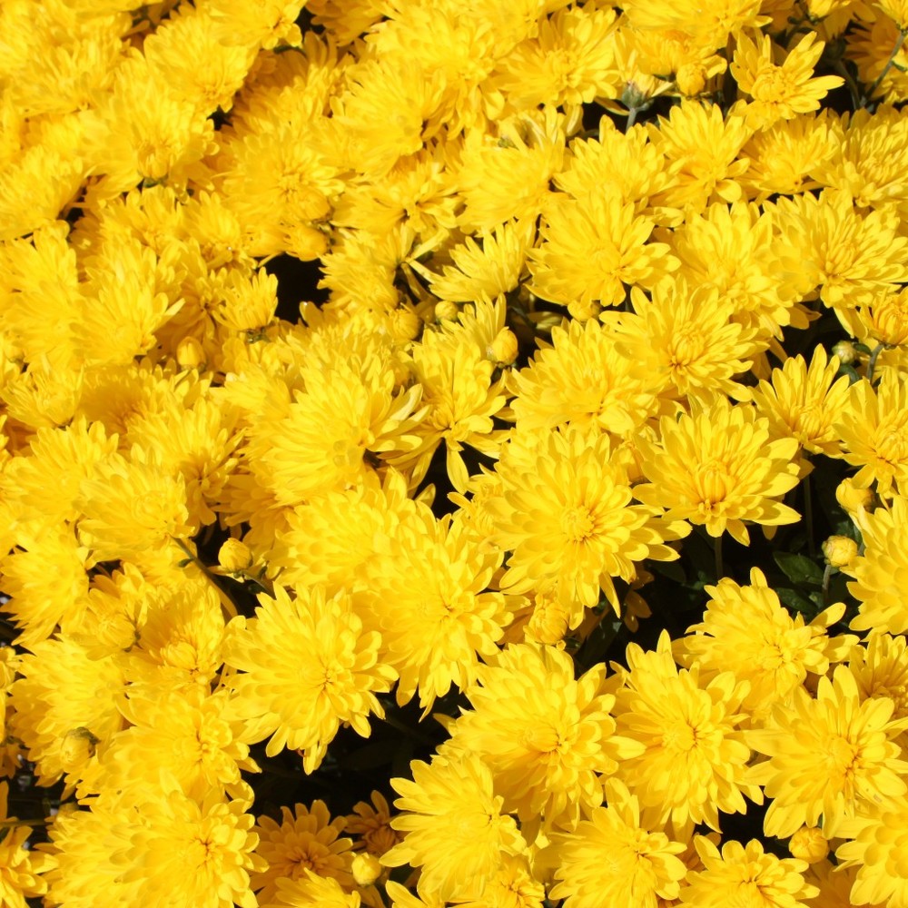 Meet your Posher, Freya